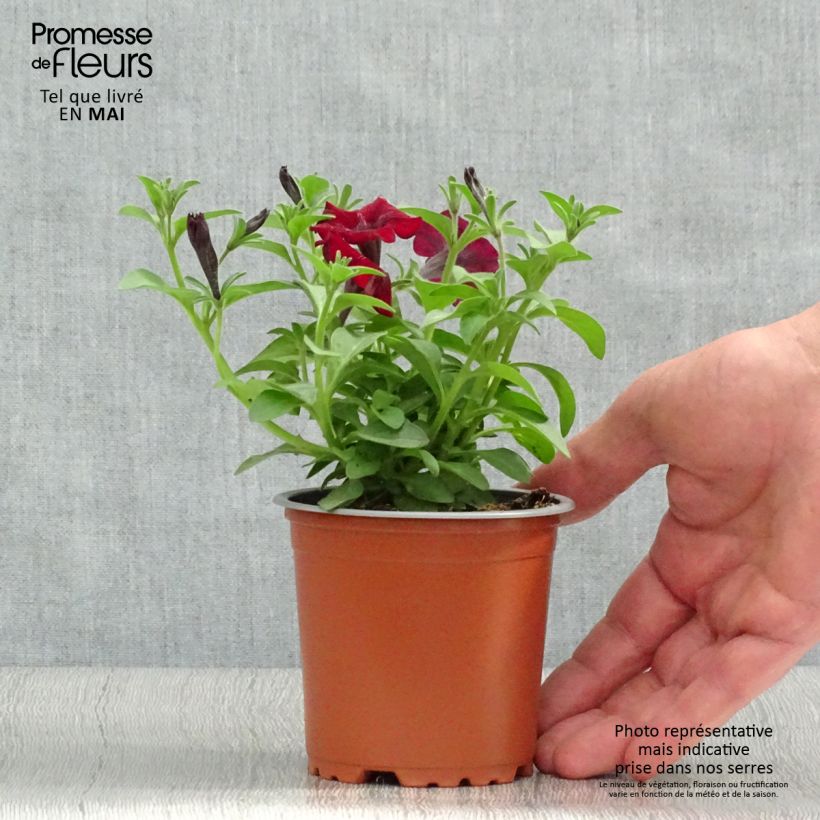 Petunia Chocolina sample as delivered in spring
