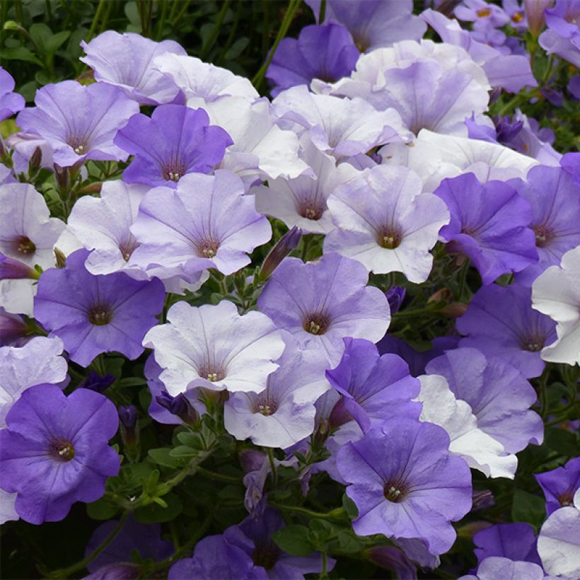 Petunia Conchita Azur (Flowering)