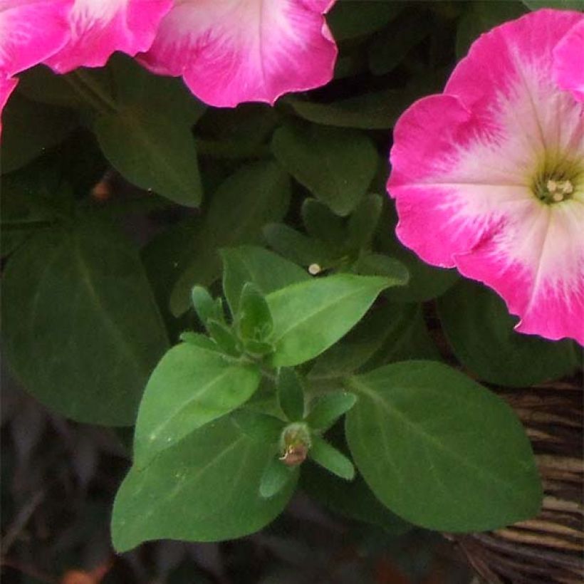 Petunia Corona Rose Rim (Foliage)