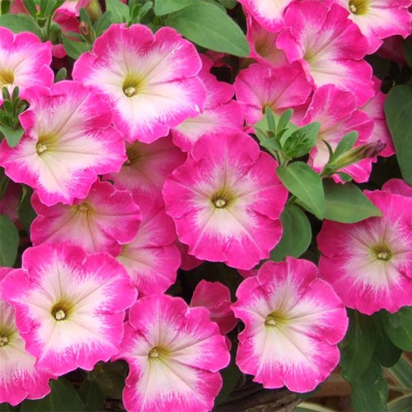 Petunia Corona Rose Rim (Flowering)