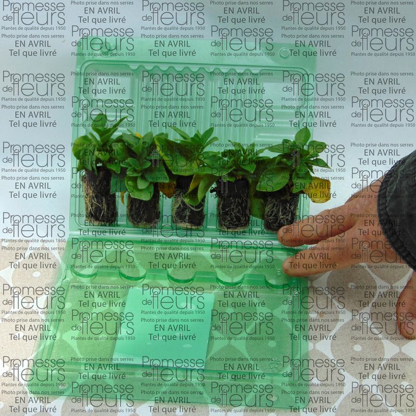 Example of Petunia Corona Rose Rim Plug plant 3/4cm specimen as delivered
