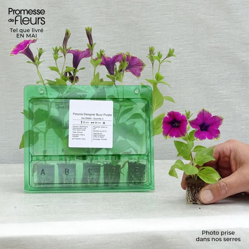 Petunia Designer Buzz Purple Plug plant 1.5/2.5 cm sample as delivered in spring