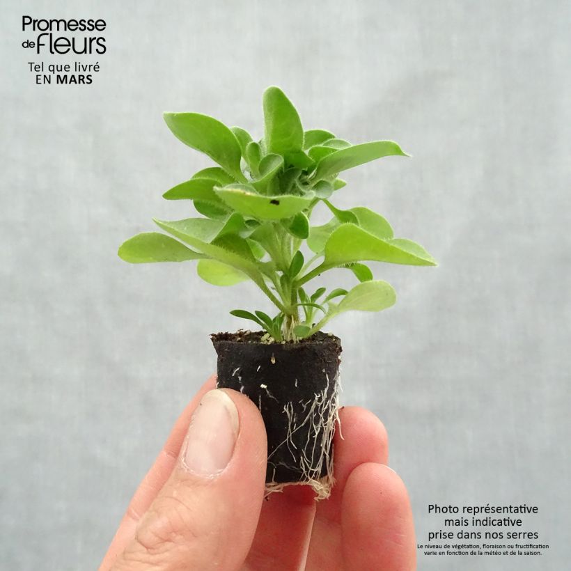 Petunia Designer Cappuccino Plug plant 3/4cm sample as delivered in spring