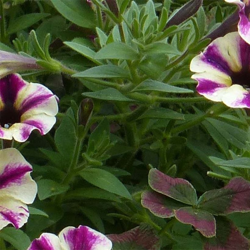 Petunia Dreamstar (Foliage)