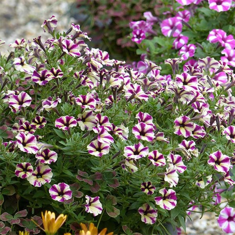 Petunia Dreamstar (Plant habit)