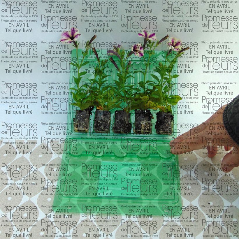 Example of Petunia Dreamstar Plug plant 3/4cm specimen as delivered