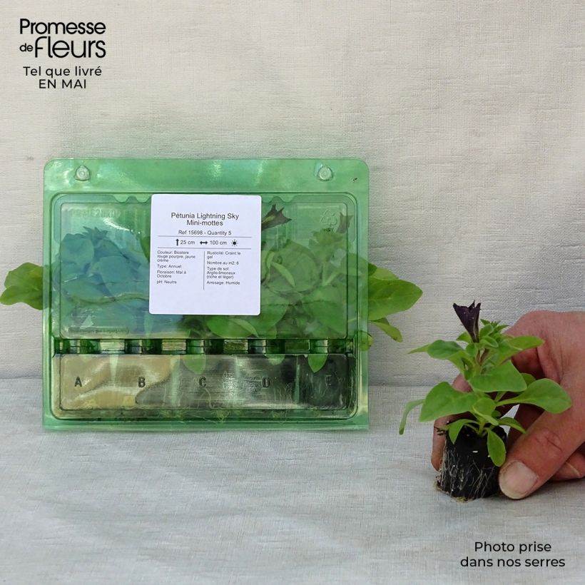 Petunia LightningSky Plug plant 3/4cm sample as delivered in spring