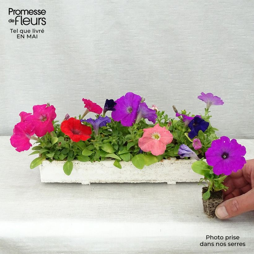 Petunia Mambo Mix Plug plants 3.8 x 3.2cm - Tray of 16 sample as delivered in spring