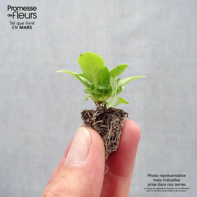 Petunia Mambo Mix Plug plant 2.2cm x 2cm - Tray of 35 sample as delivered in spring
