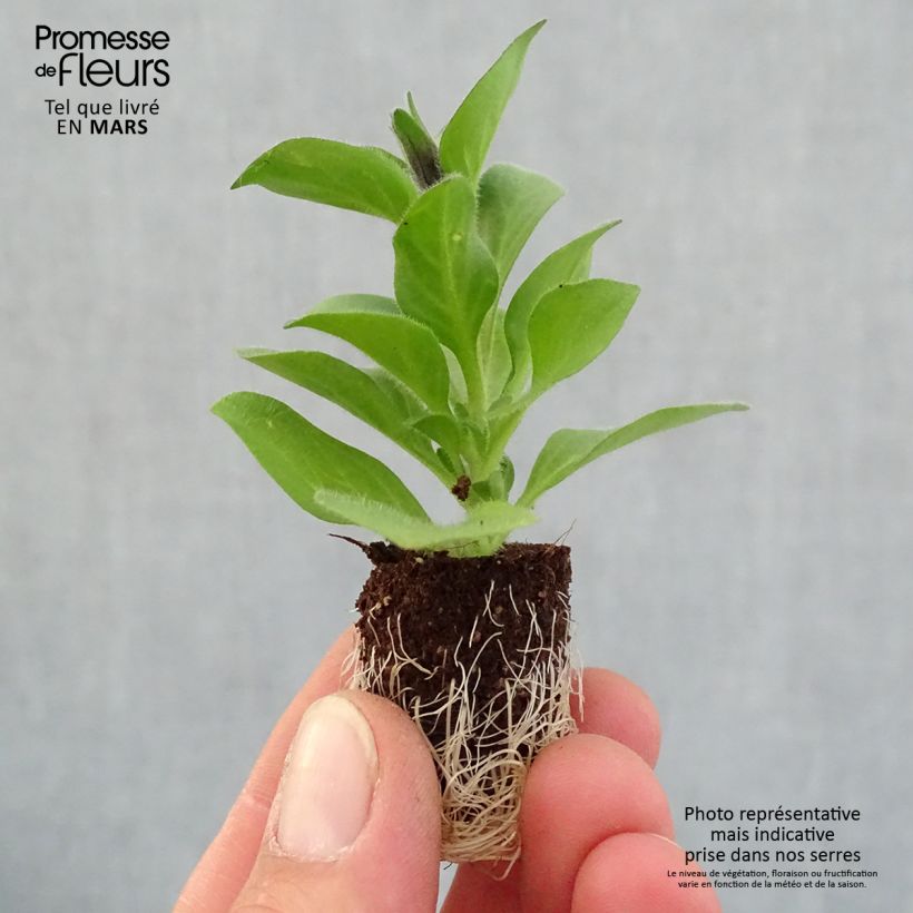 Petunia Merlot Plug plant 1.5/2.5 cm sample as delivered in spring