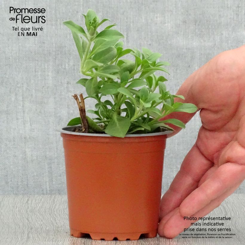 Petunia Merlot 8/9 cm pot sample as delivered in spring