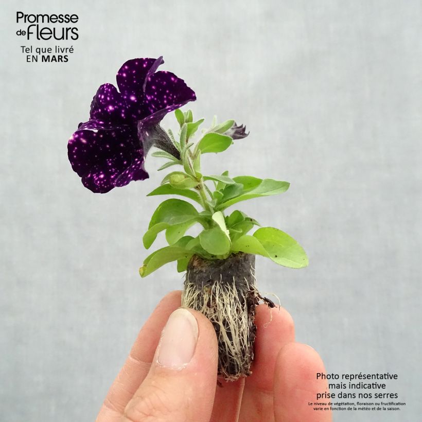 Petunia Mystery Sky Plug plant 1.5/2.5 cm sample as delivered in spring