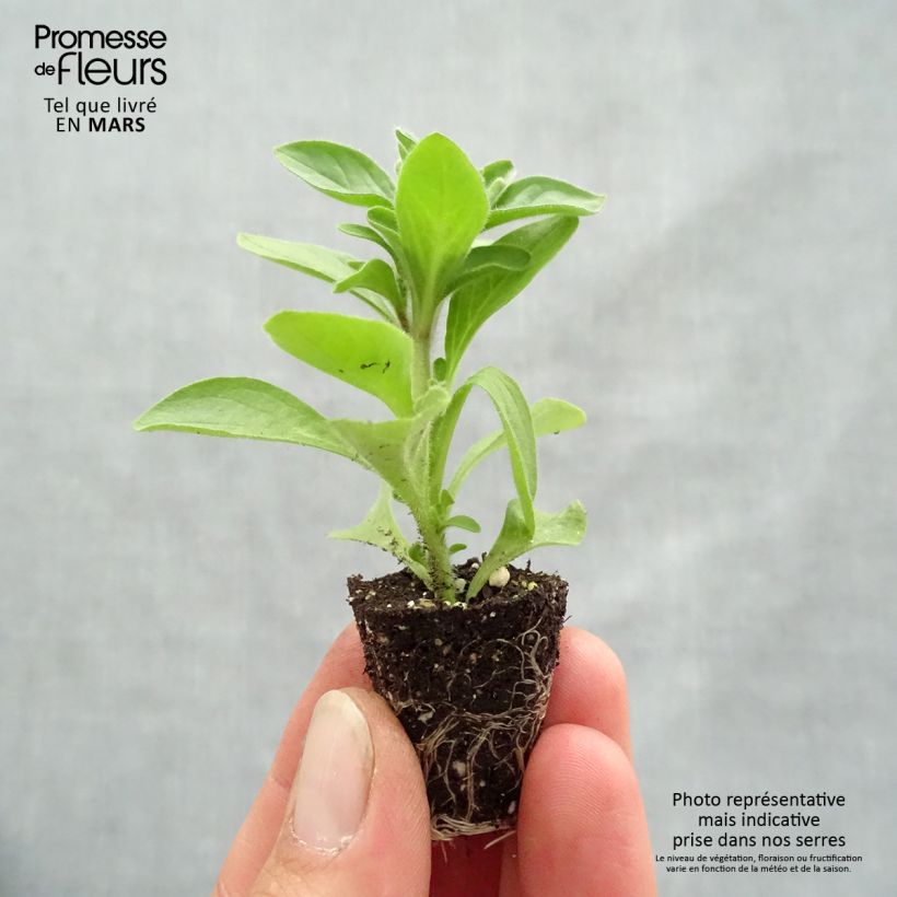 Petunia Mystical Midnight Gold Plug plant 3/4cm sample as delivered in spring