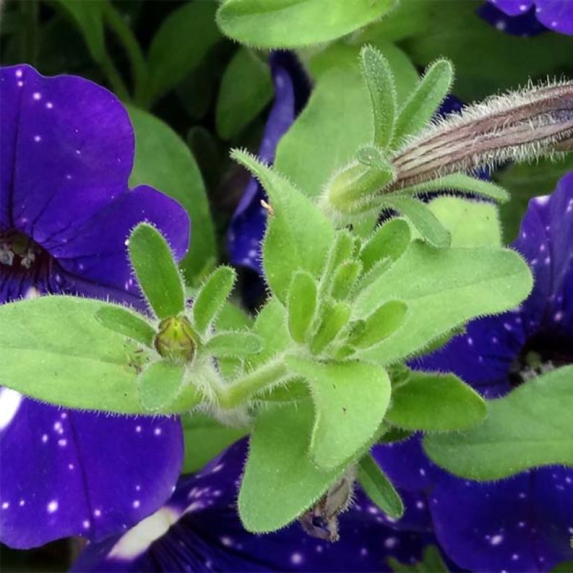 Petunia Night Sky (Foliage)