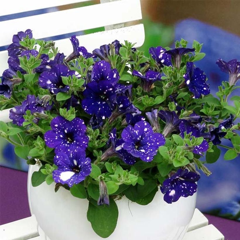 Petunia Night Sky (Plant habit)