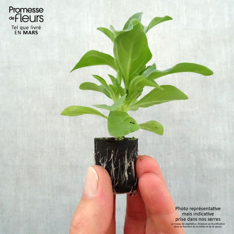 Petunia Night Sky Plug plant 3/4cm sample as delivered in spring