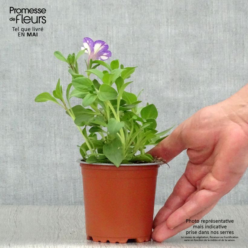 Petunia Night Sky 10cm/11cm pot sample as delivered in spring