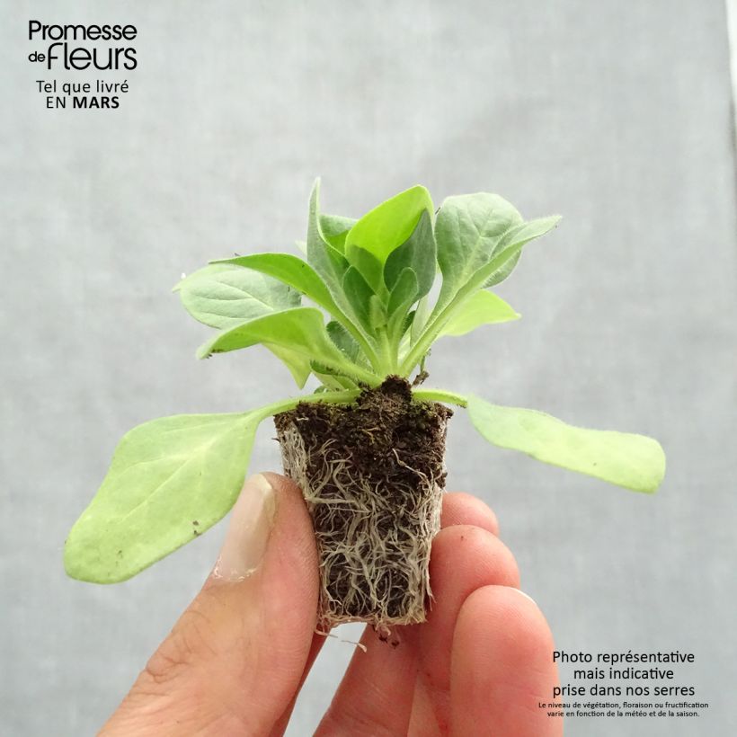Petunia Parure Mix Plug plants 3.8 x 3.2cm - Tray of 16 sample as delivered in spring