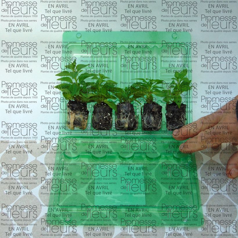 Example of Petunia Pink Star Plug plant 3/4cm specimen as delivered