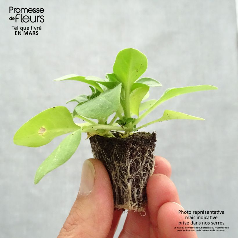 Petunia Double Pirouette Rose Plug plants 3.8 x 3.2cm - Tray of 16 sample as delivered in spring