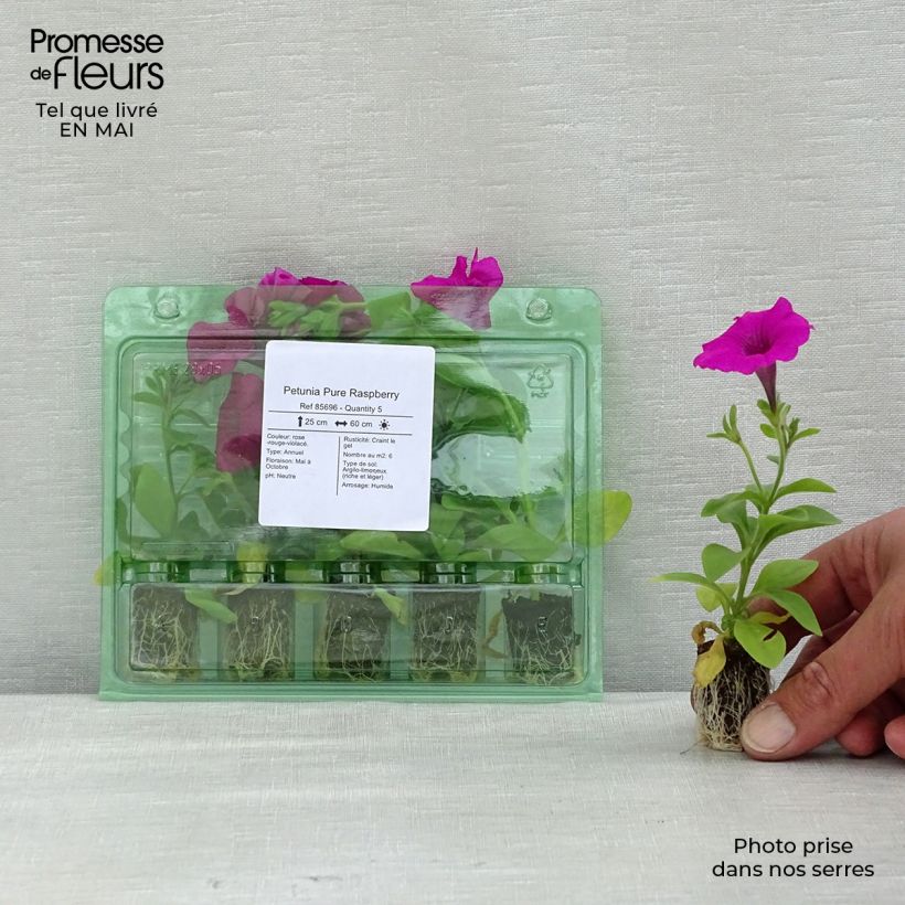 Petunia Surfinia Pure Raspberry Plug plant 1.5/2.5 cm sample as delivered in spring