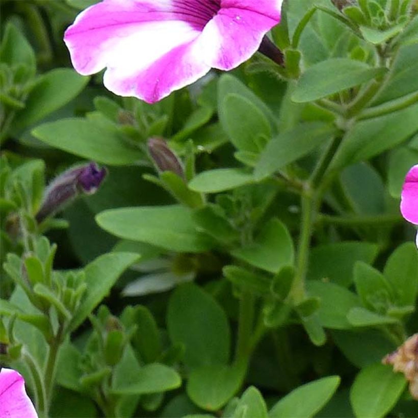 Petunia Supertunia Raspberry Star (Foliage)