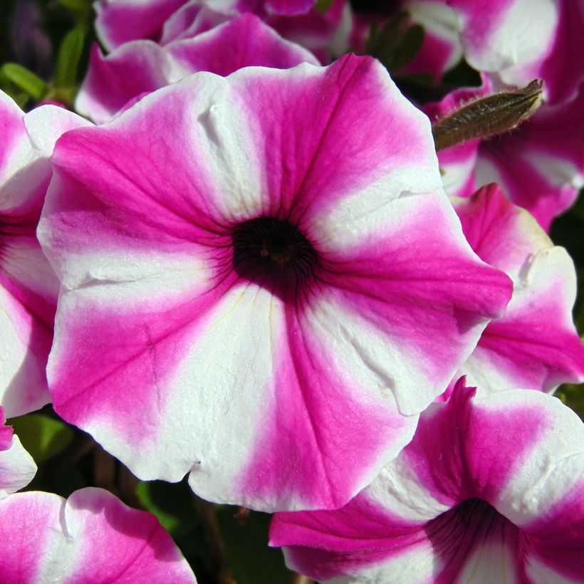 Petunia Supertunia Raspberry Star (Flowering)