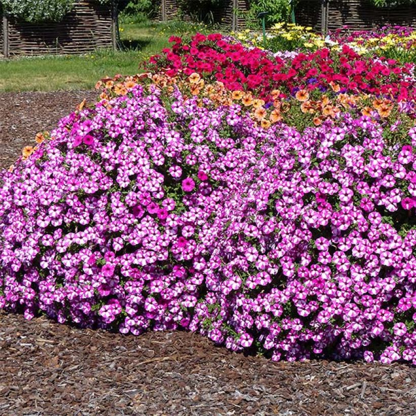 Petunia Supertunia Raspberry Star (Plant habit)