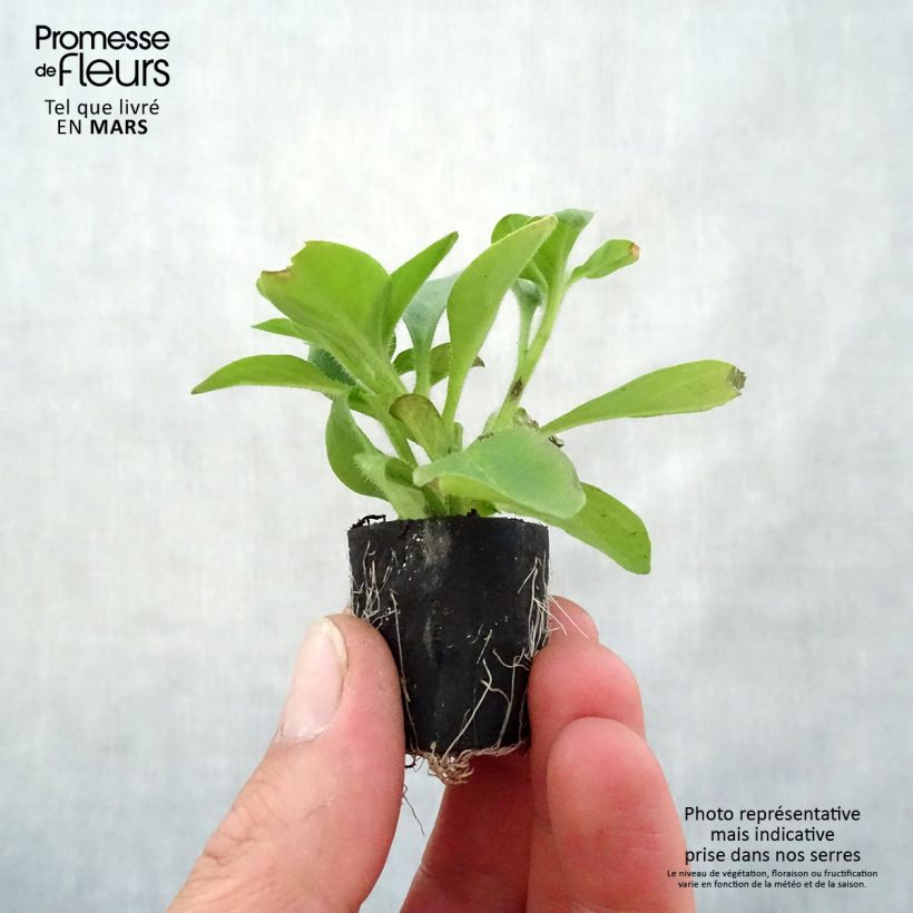 Petunia Red Carpet Collection Rimarkable - minimotte sample as delivered in spring