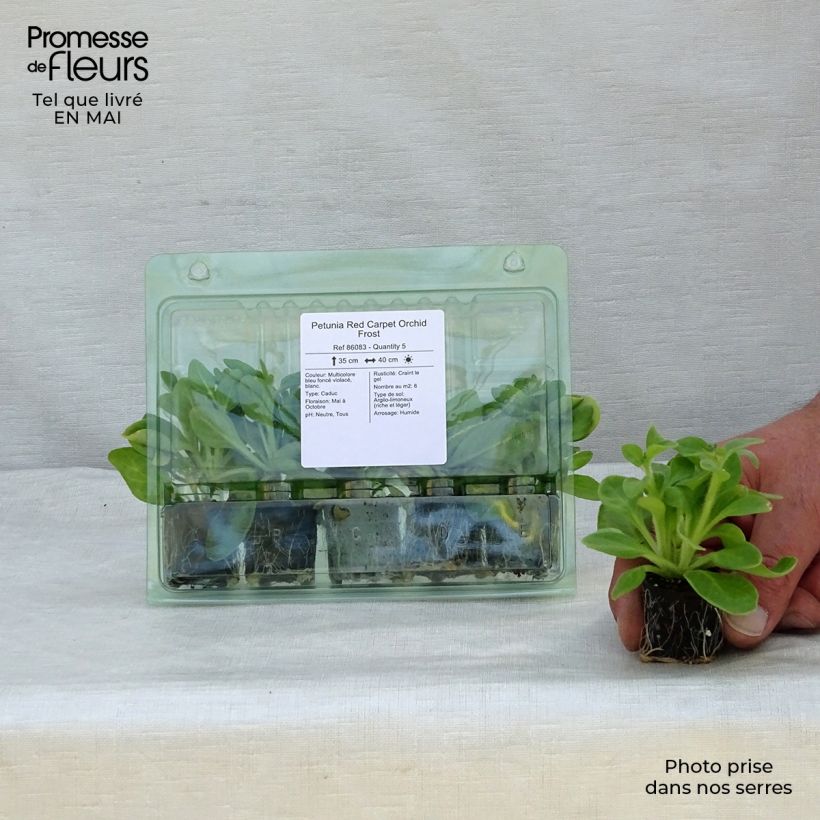 Petunia Red Carpet Orchid Frost Plug plant 3/4cm sample as delivered in spring