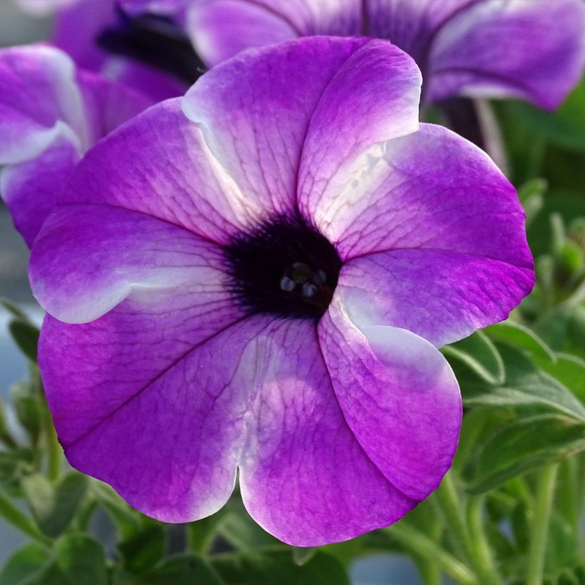 Petunia Red Carpet Orchid Frost (Flowering)