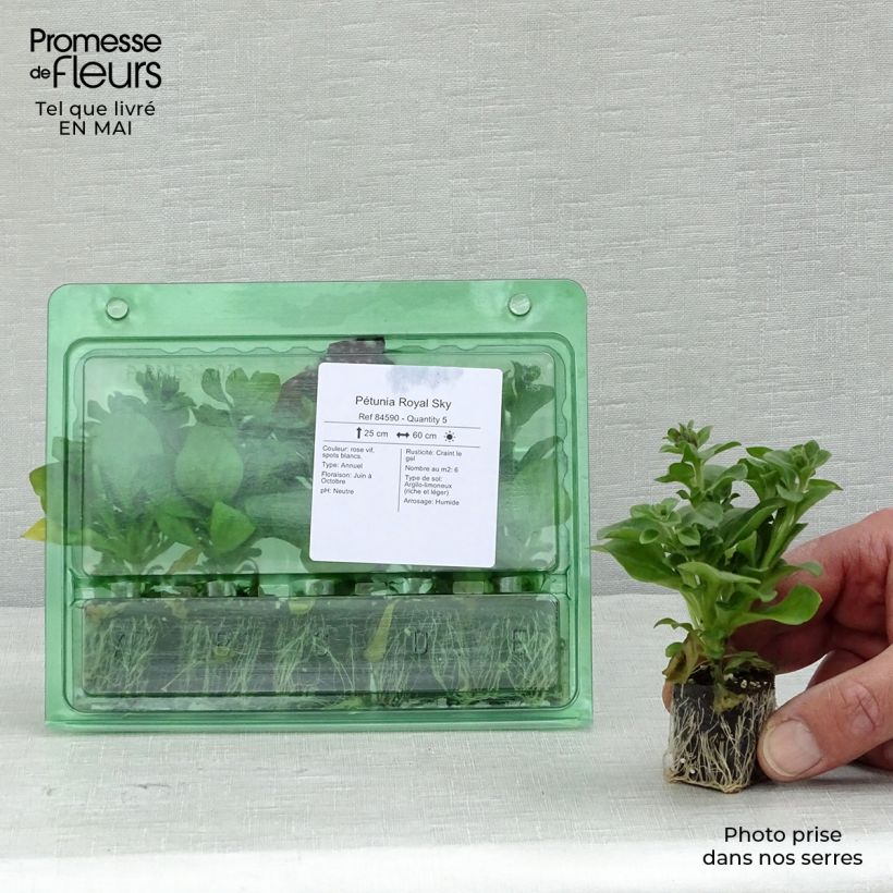 Petunia RoyalSky Plug plant 3/4cm sample as delivered in spring