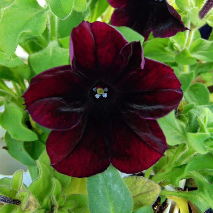 Petunia  hybrida Sophistica Blackberry (Flowering)