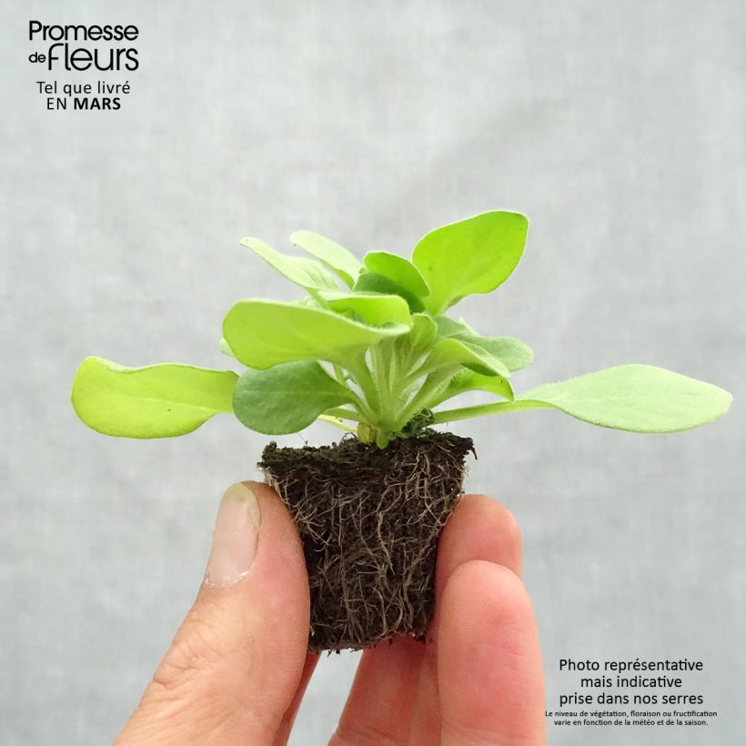 Petunia  hybrida Sophistica Blackberry Plug plants 3.8 x 3.2cm - Tray of 16 sample as delivered in spring