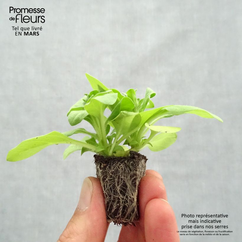 Petunia Sophistica Lime Green Plug plants 3.8 x 3.2cm - Tray of 16 sample as delivered in spring