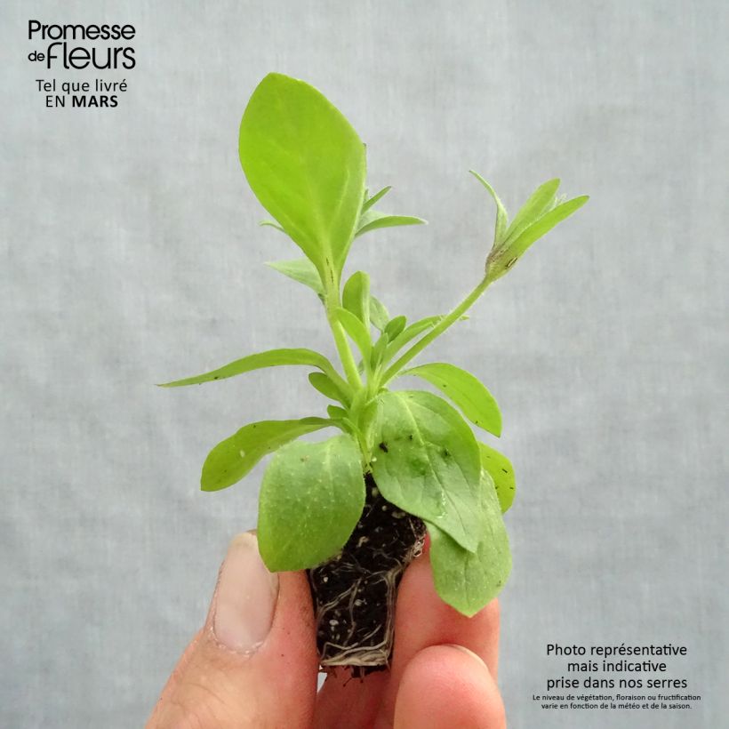 Petunia Splash Dance Magenta Mambo Plug plant 3/4cm sample as delivered in spring