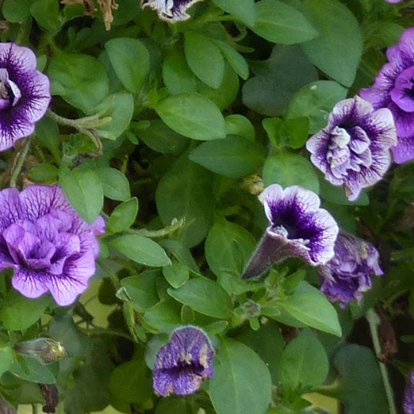 Petunia Sugar Plum (Foliage)