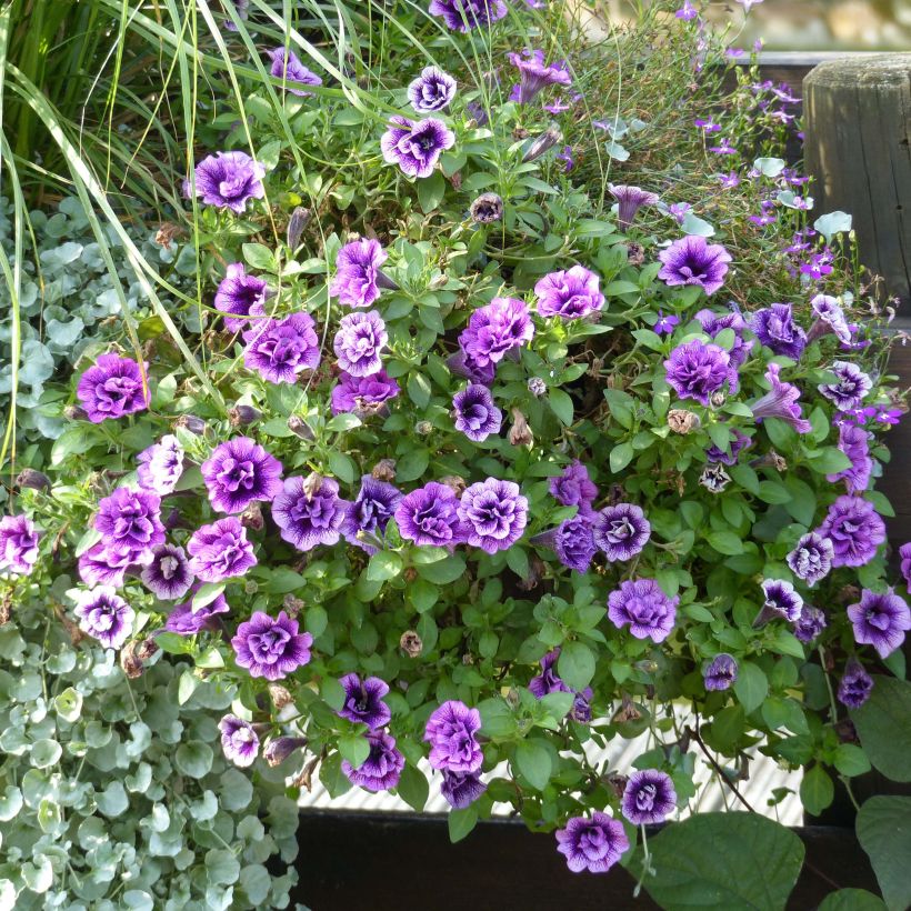 Petunia Sugar Plum (Plant habit)