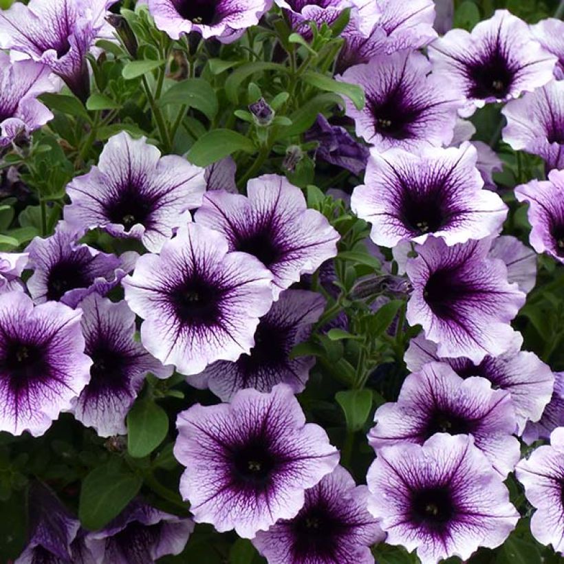 Supertunia Bordeaux Petunia (Flowering)