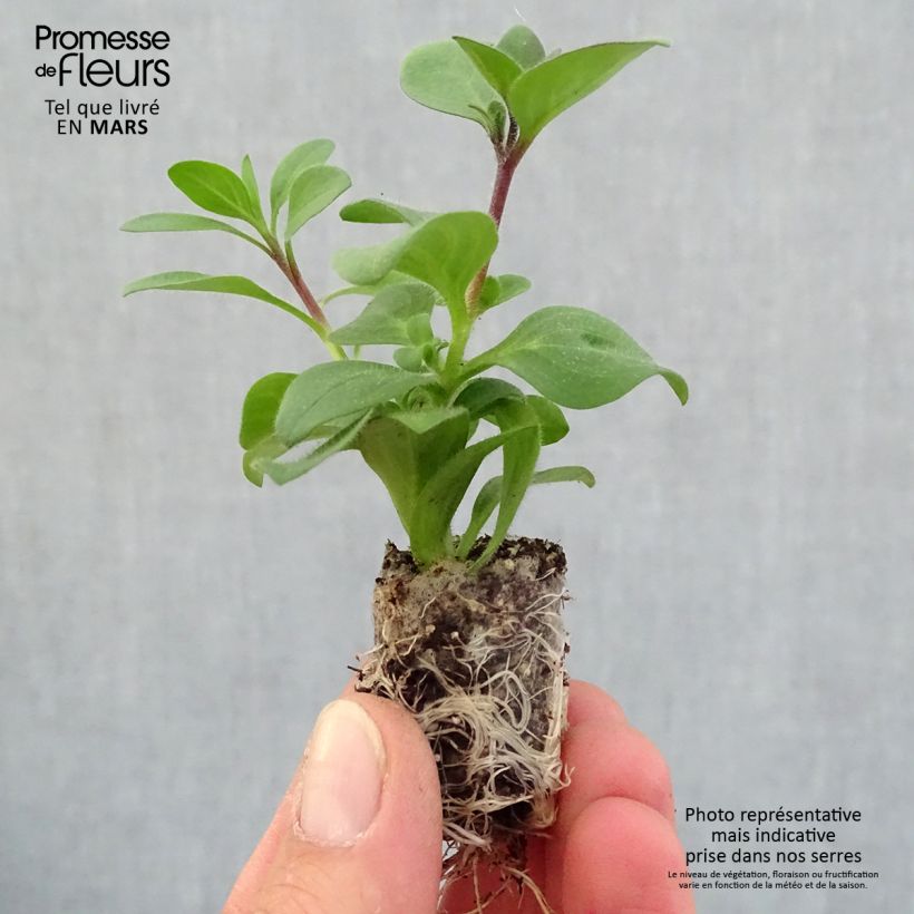Supertunia Bordeaux Petunia Plug plant 1.5/2.5 cm sample as delivered in spring