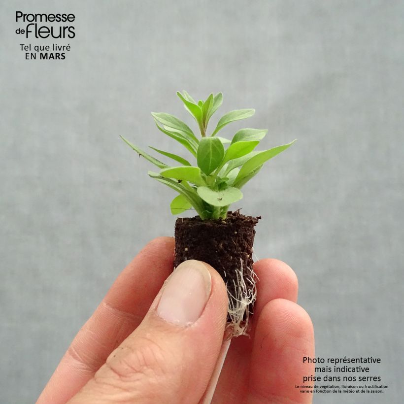 Petunia Supertunia Bordeaux Plug plant 3/4cm sample as delivered in spring