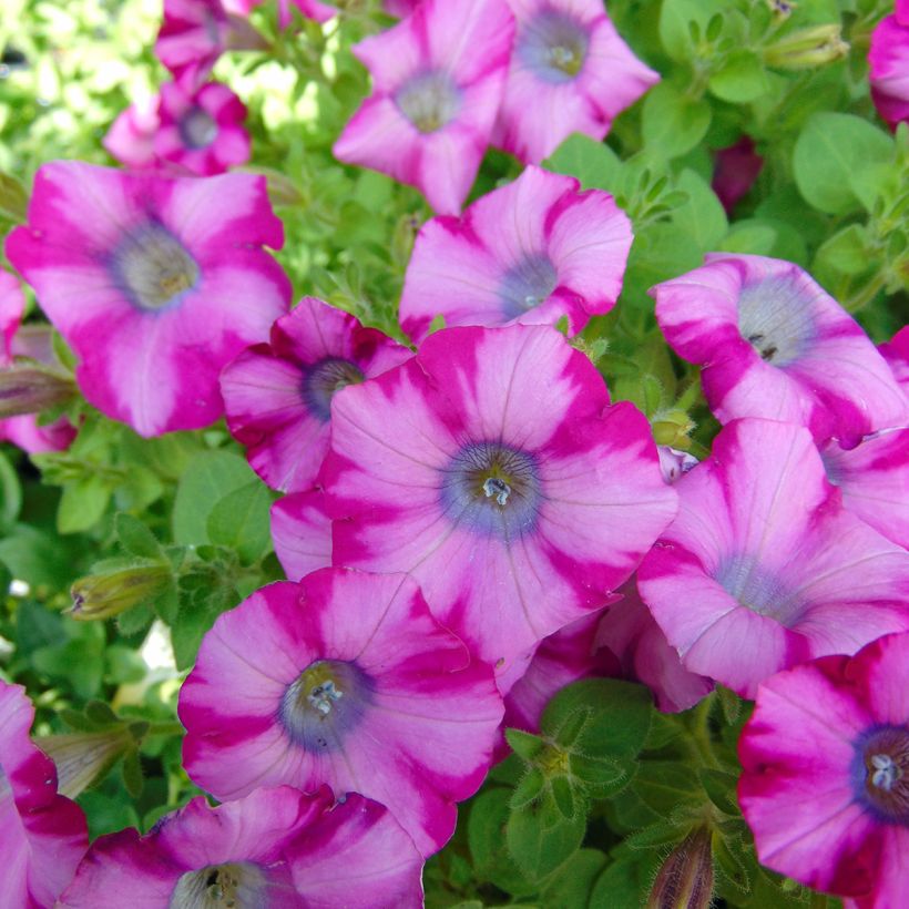 Petunia Supertunia Mini Blast Rose (Flowering)