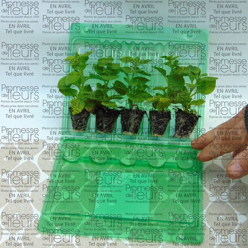 Example of Petunia Supertunia Mini Blast Rose Plug plant 3/4cm specimen as delivered