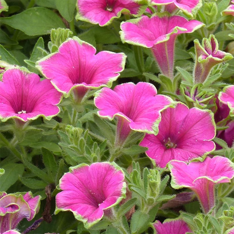 Petunia Supertunia Picasso in Pink (Flowering)