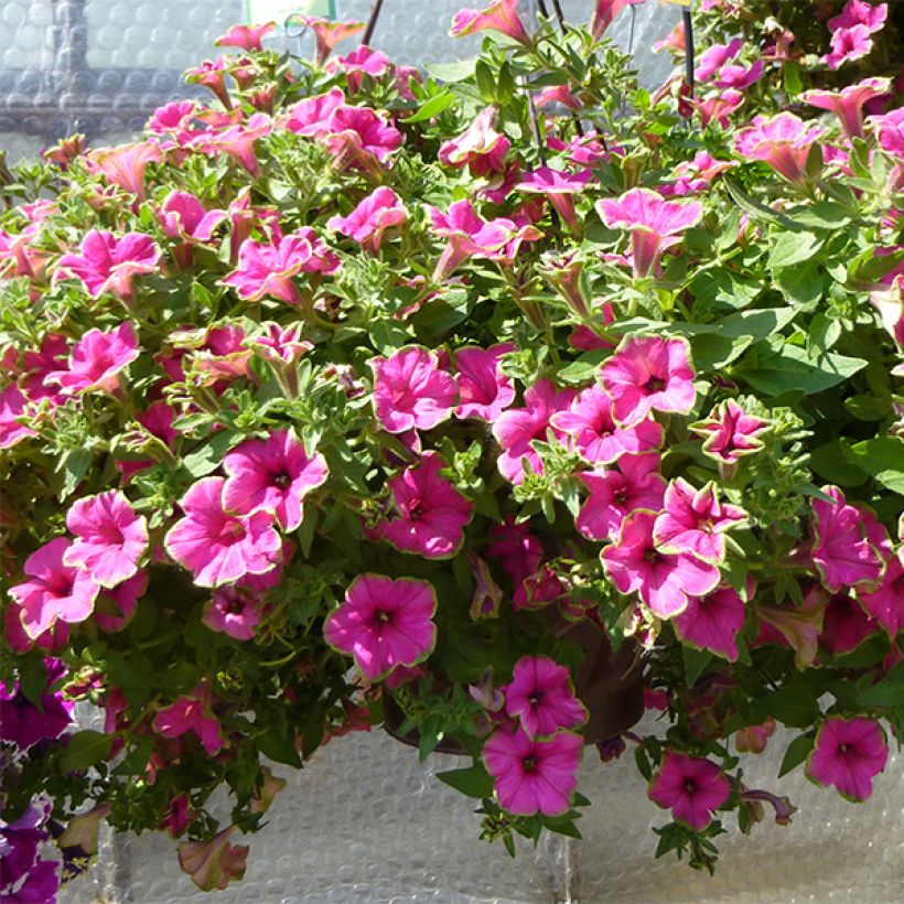 Petunia Supertunia Picasso in Pink (Plant habit)