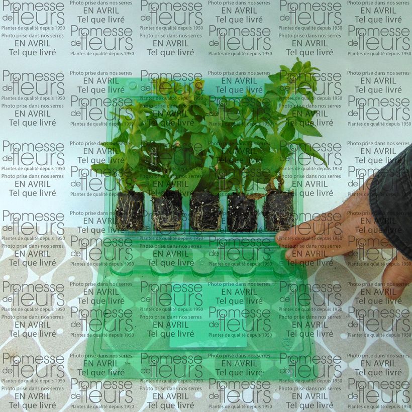 Example of Petunia Supertunia Picasso in Pink specimen as delivered