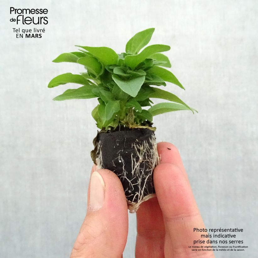 Petunia Supertunia Pink Star Plug plant 3/4cm sample as delivered in spring