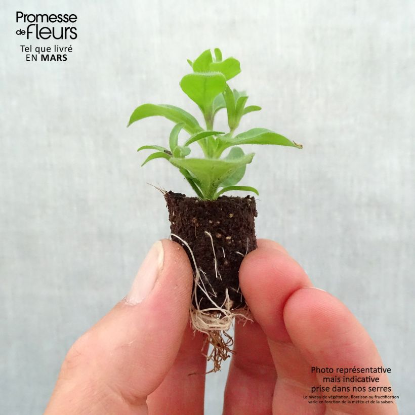Petunia Supertunia Raspberry Star Plug plant 1.5/2.5 cm sample as delivered in spring