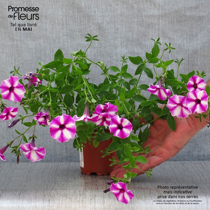 Petunia Supertunia Raspberry Star 8/9 cm pot sample as delivered in spring