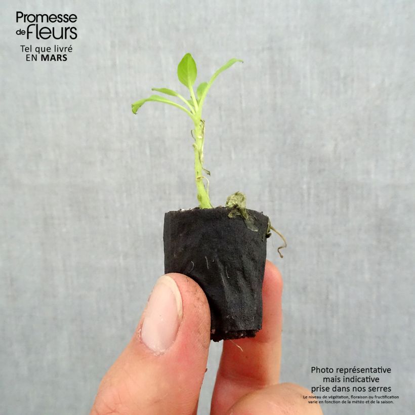 Petunia Supertunia Vista Bubblegum Plug plant 3/4cm sample as delivered in spring